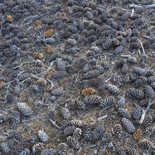 Pine cones scattered on ground, Craters of the Moon National Monument