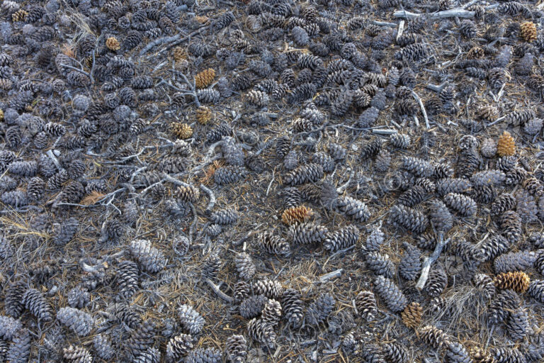 Pine cones scattered on ground, Craters of the Moon National Monument