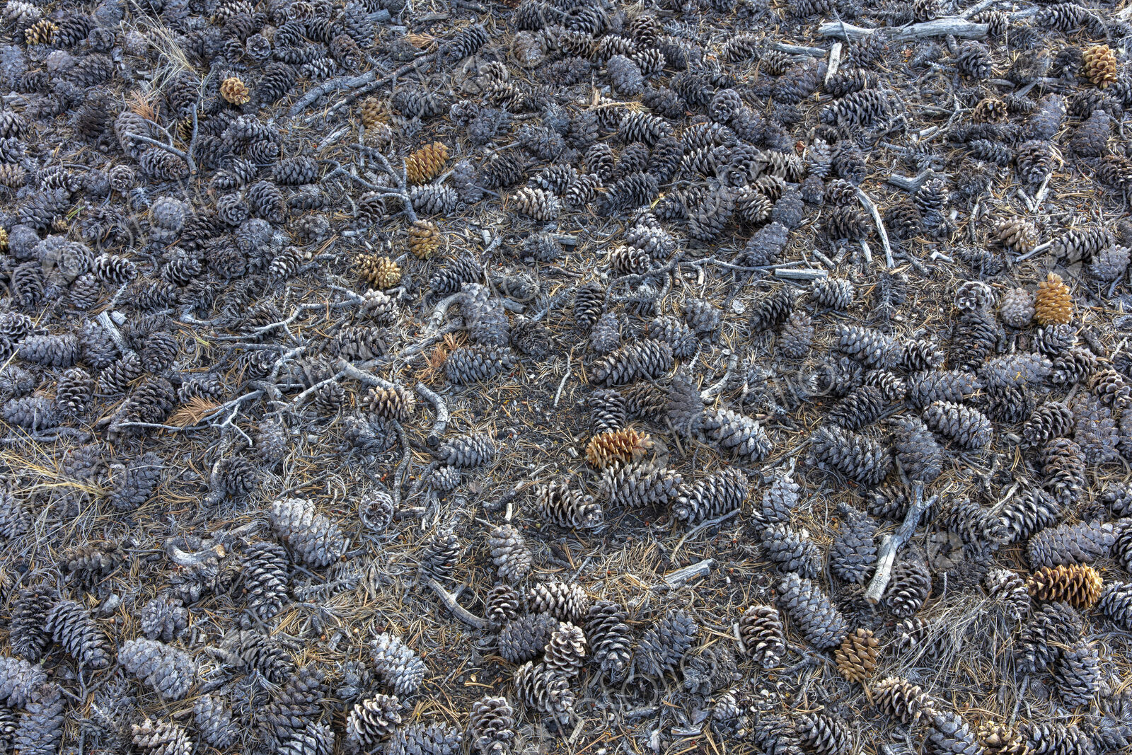 Pine cones scattered on ground, Craters of the Moon National Monument