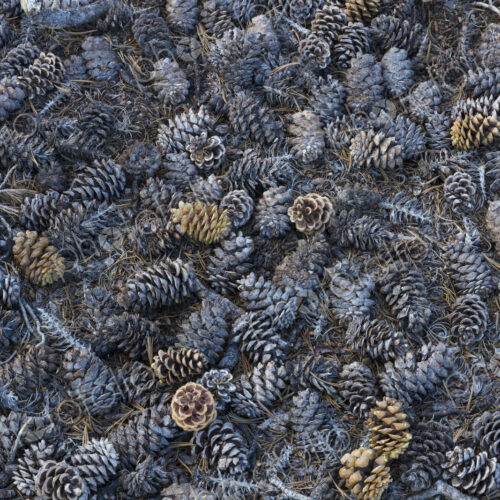 Pine cones scattered on ground, Craters of the Moon National Monument.