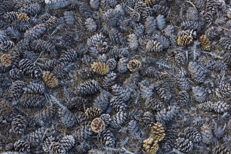 Pine cones scattered on ground, Craters of the Moon National Monument.