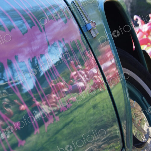 Pink Flamingos Reflected on Car Door Pink Flamingos Reflected on Car Door
