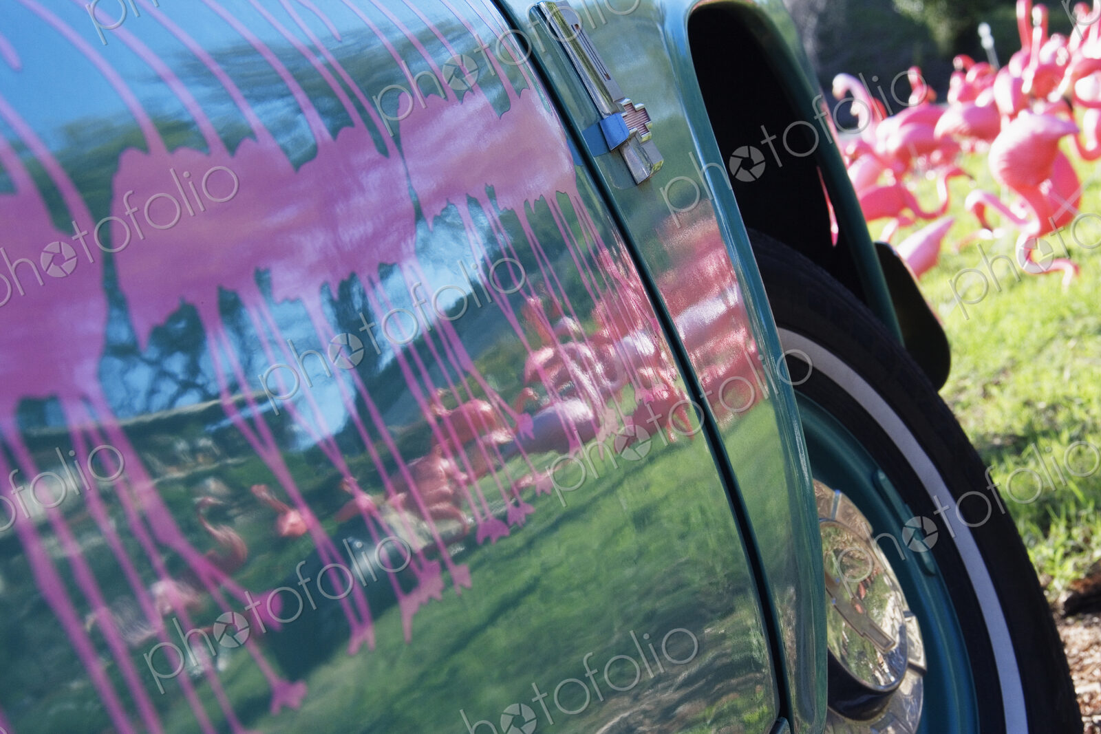 Pink Flamingos Reflected on Car Door
