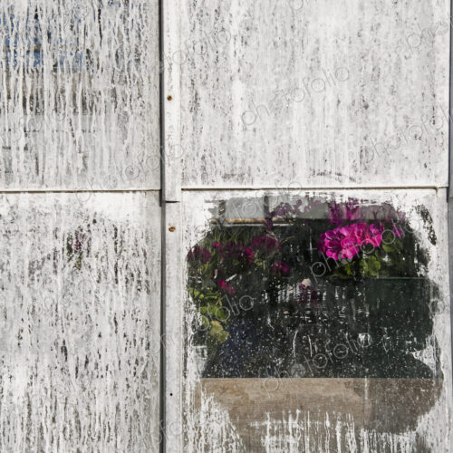 Pink Geranium Through Whitewashed Window
