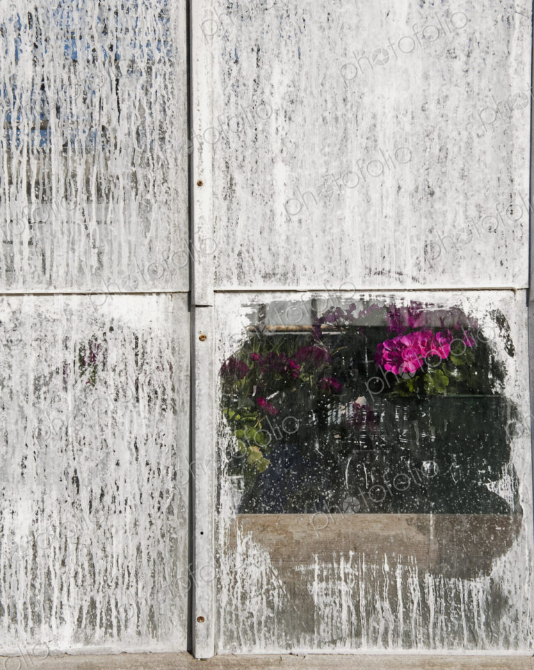 Pink Geranium Through Whitewashed Window
