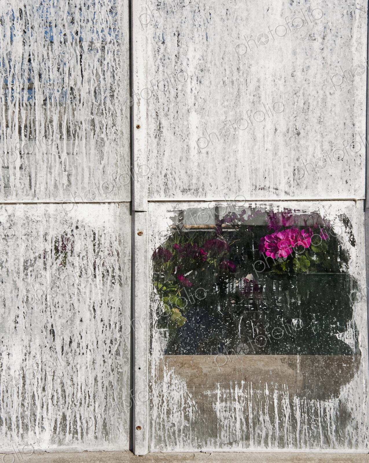 Pink Geranium Through Whitewashed Window