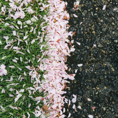 Pink fallen cherry blossom petals blown across the pedestrian sidewalk, collecting on… Pink fallen cherry blossom petals blown across the pedestrian sidewalk, collecting on…