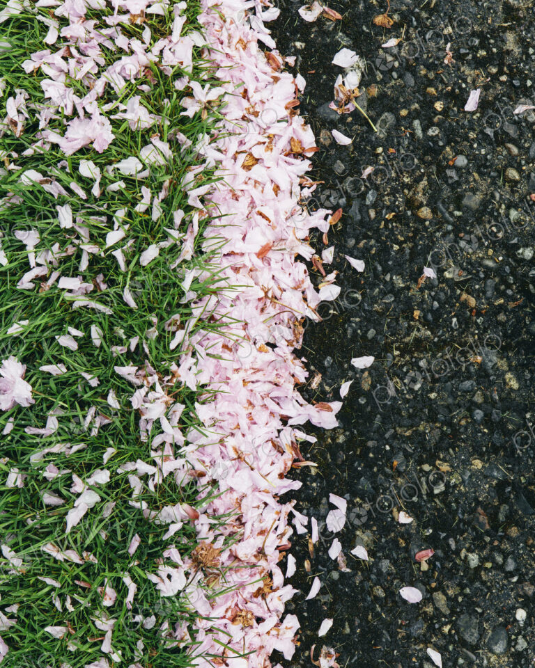 Pink fallen cherry blossom petals blown across the pedestrian sidewalk, collecting on…