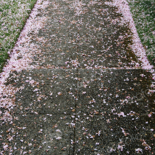 Pink fallen cherry blossom petals blown across the pedestrian sidewalk in Seattle in… Pink fallen cherry blossom petals blown across the pedestrian sidewalk in Seattle in…