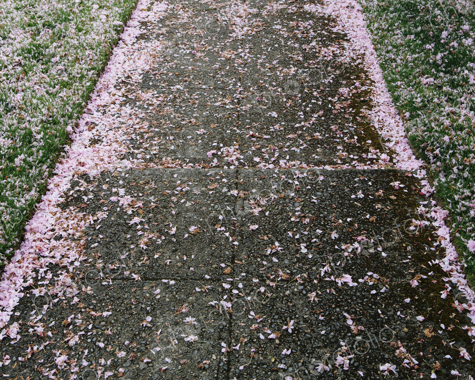 Pink fallen cherry blossom petals blown across the pedestrian sidewalk in Seattle in…