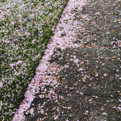 Pink fallen cherry blossom petals blown across the pedestrian sidewalk in Seattle in… Pink fallen cherry blossom petals blown across the pedestrian sidewalk in Seattle in…