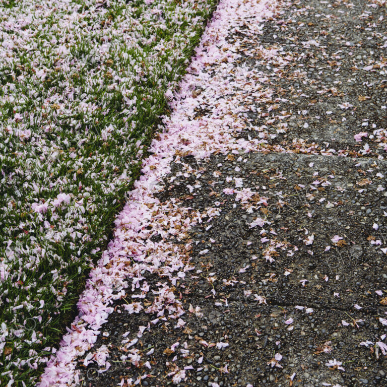 Pink fallen cherry blossom petals blown across the pedestrian sidewalk in Seattle in…