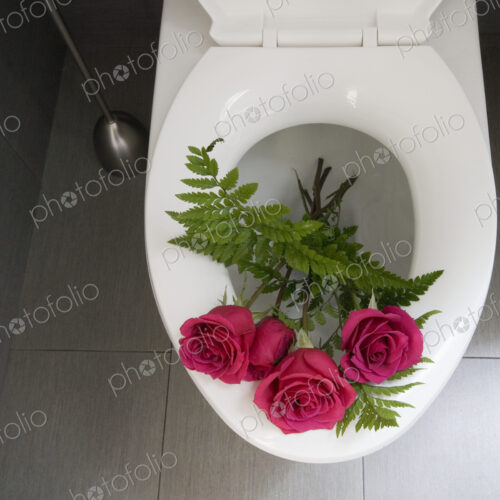 Pink flowers, roses in a Toilet bowl Pink flowers, roses in a Toilet bowl