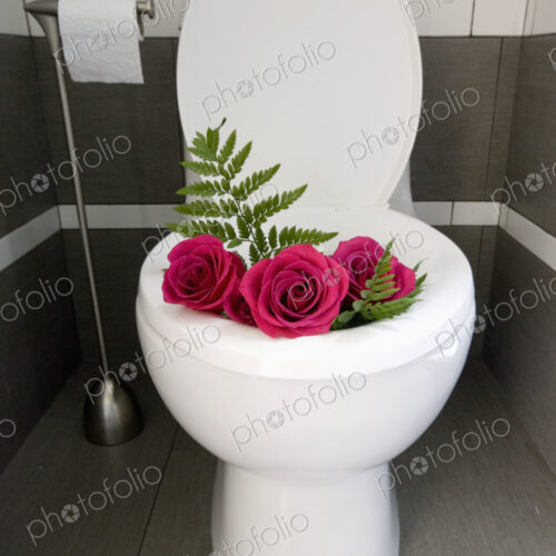 Pink flowers, roses in a Toilet bowl Pink flowers, roses in a Toilet bowl