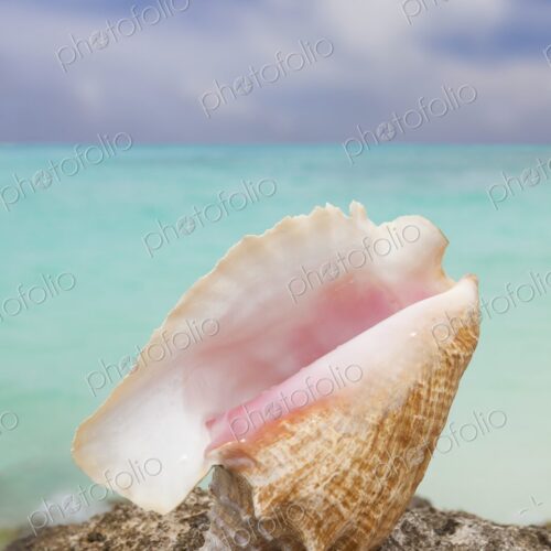 Pink-lipped conch shell resting on a rock with turquoise Caribbean sea water in the… Pink-lipped conch shell resting on a rock with turquoise Caribbean sea water in the…