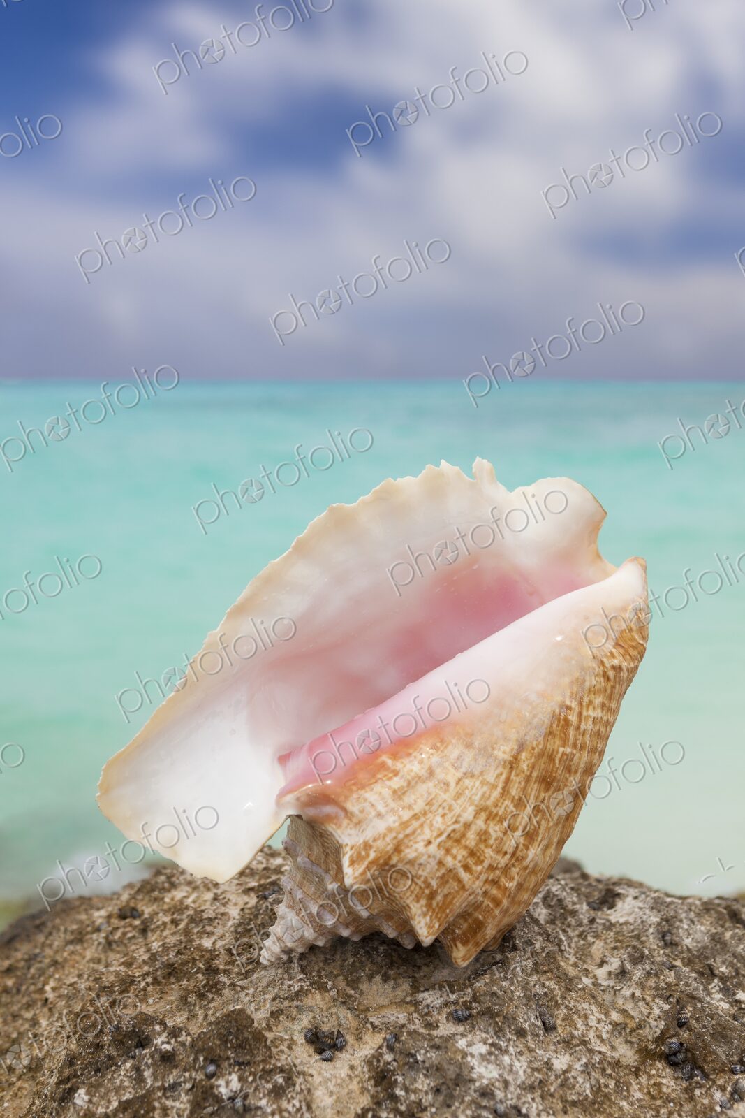 Pink-lipped conch shell resting on a rock with turquoise Caribbean sea water in the…