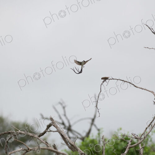 Pintailed Whydah, Vidua macroura, mid-flight, displaying its long tail. Pintailed Whydah, Vidua macroura, mid-flight, displaying its long tail.