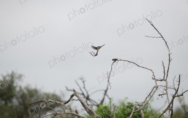 Pintailed Whydah, Vidua macroura, mid-flight, displaying its long tail.