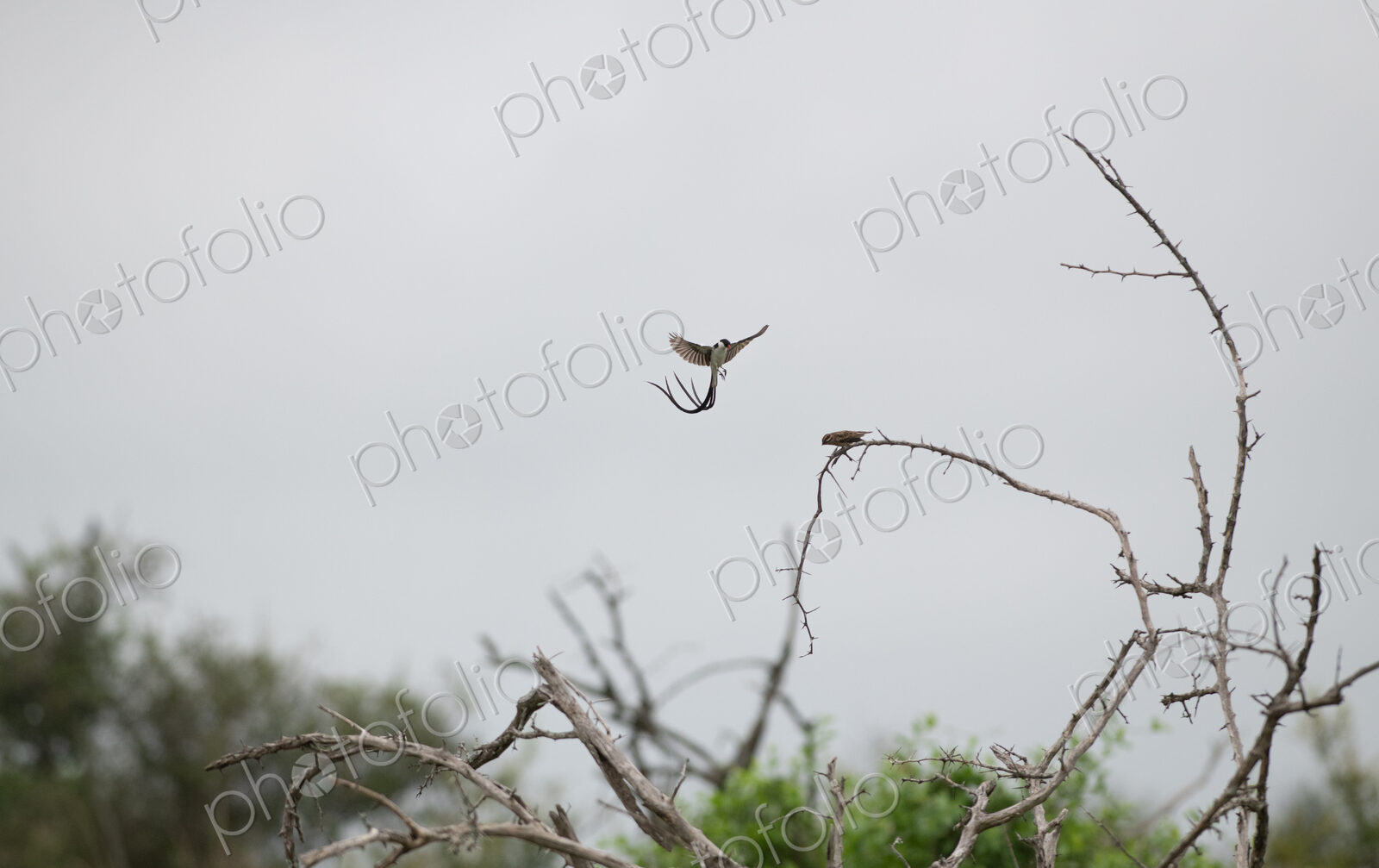 Pintailed Whydah, Vidua macroura, mid-flight, displaying its long tail.