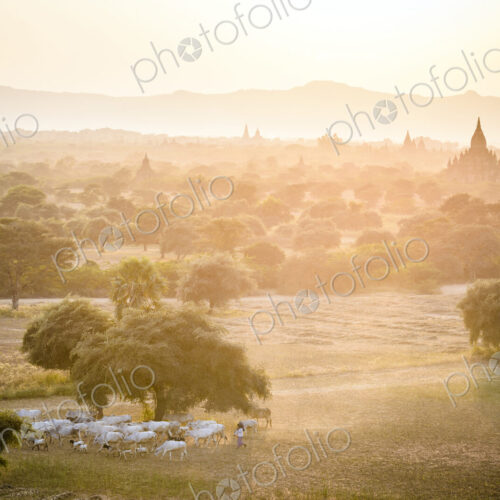 Plain of temples in Mandalay, stupas and spires emerging from the mist, a herd of cows… Plain of temples in Mandalay, stupas and spires emerging from the mist, a herd of cows…