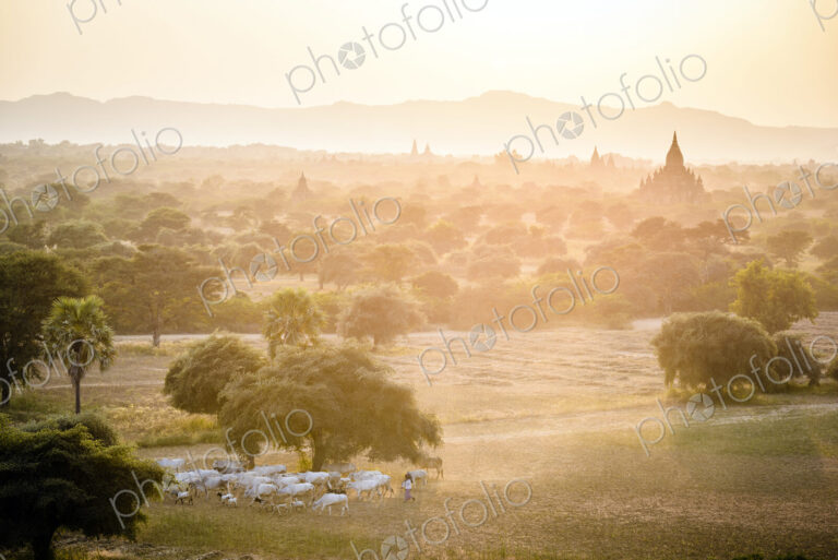 Plain of temples in Mandalay, stupas and spires emerging from the mist, a herd of cows…