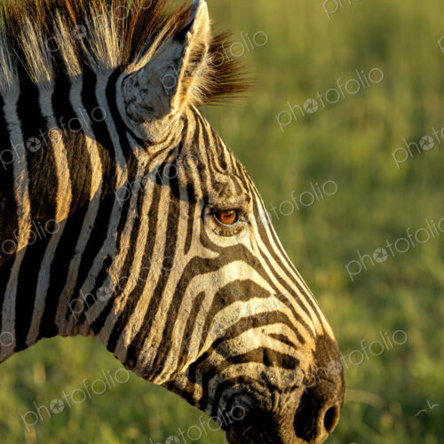 Plains zebra, Equus quagga, close-up, backlit by morning light. Plains zebra, Equus quagga, close-up, backlit by morning light.
