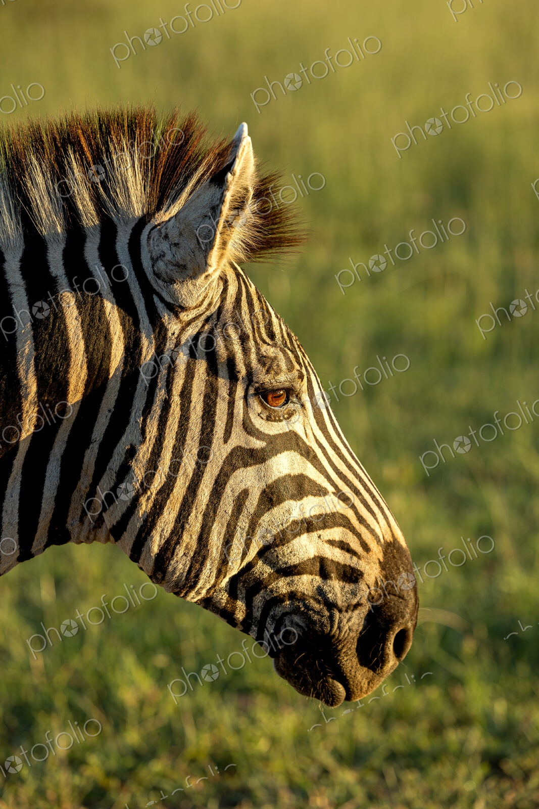 Plains zebra, Equus quagga, close-up, backlit by morning light.