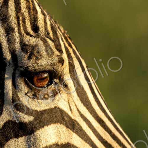 Plains zebra, Equus quagga, close?up of a zebra eye. Plains zebra, Equus quagga, close?up of a zebra eye.