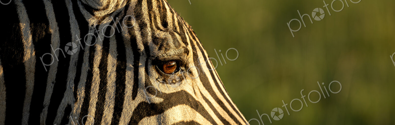 Plains zebra, Equus quagga, close?up of a zebra eye.