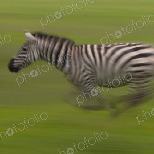 Plains zebra, Ngorongoro Conservation Area, Tanzania