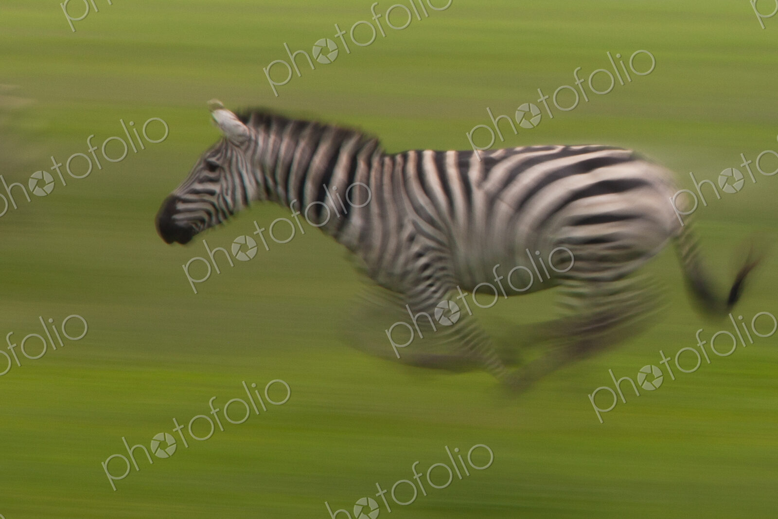 Plains zebra, Ngorongoro Conservation Area, Tanzania