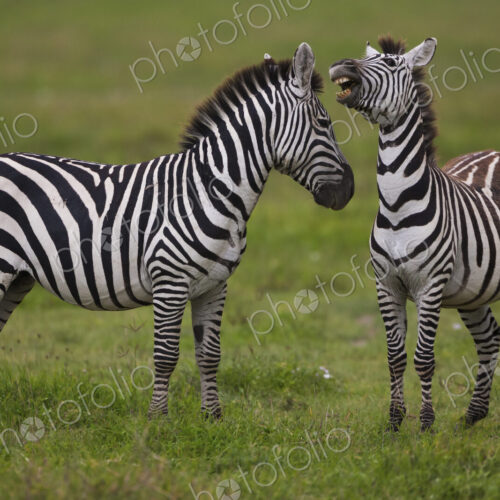 Plains zebras, Ngorongoro Conservation Area, Tanzania