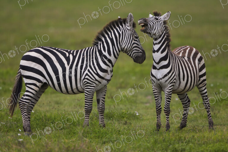 Plains zebras, Ngorongoro Conservation Area, Tanzania