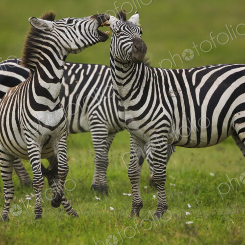 Plains zebras, Ngorongoro Conservation Area, Tanzania
