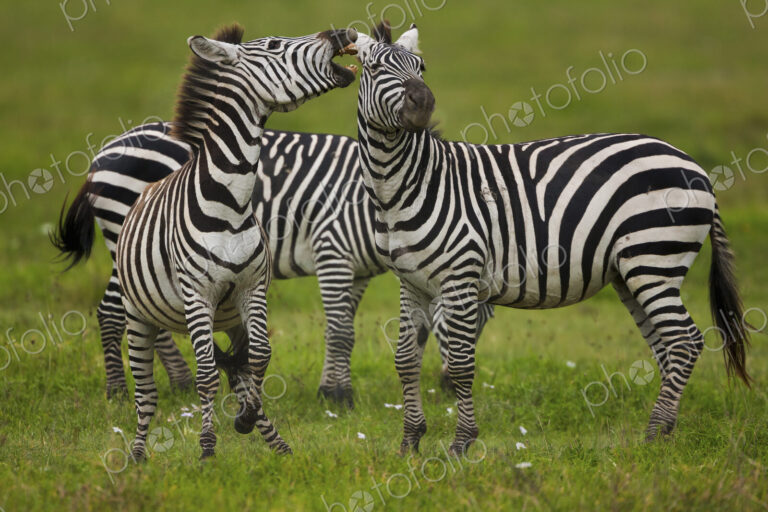 Plains zebras, Ngorongoro Conservation Area, Tanzania