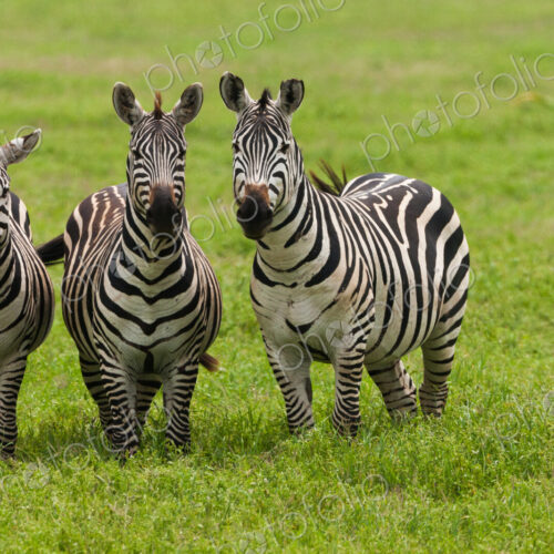 Plains zebras, Ngorongoro Conservation Area, Tanzania