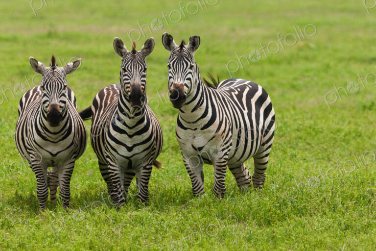 Plains zebras, Ngorongoro Conservation Area, Tanzania
