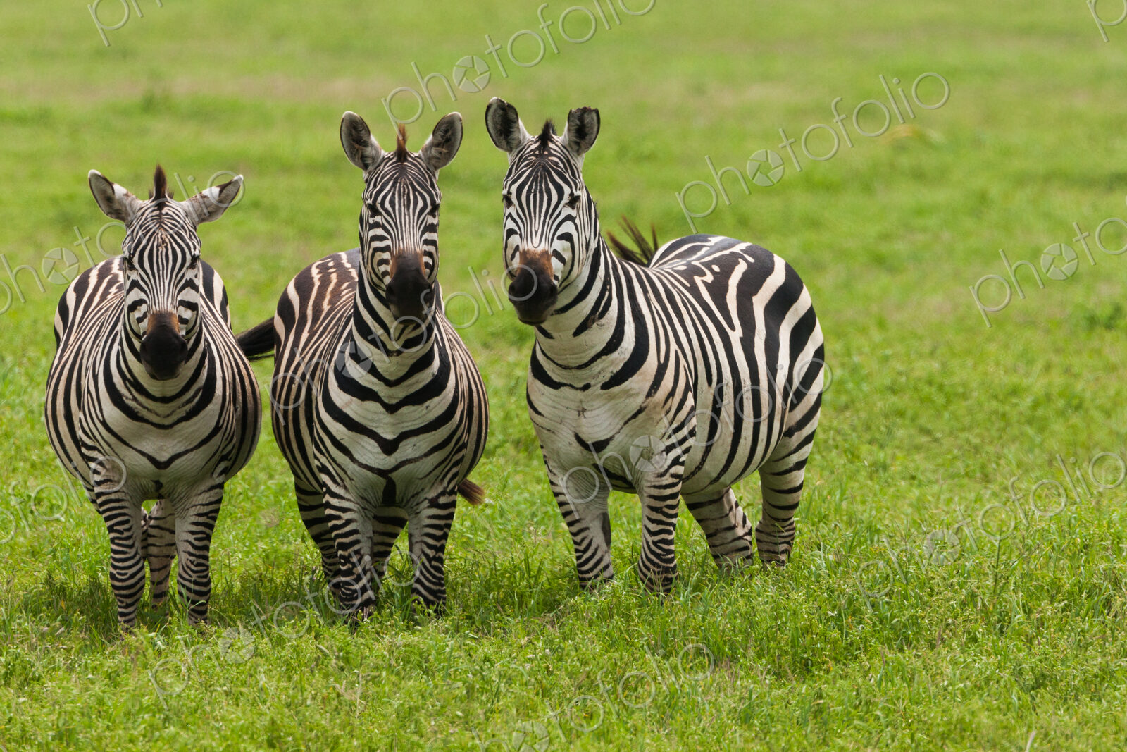 Plains zebras, Ngorongoro Conservation Area, Tanzania