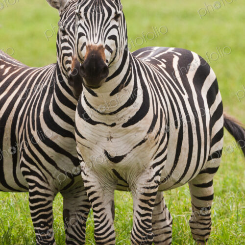 Plains zebras, Ngorongoro Conservation Area, Tanzania