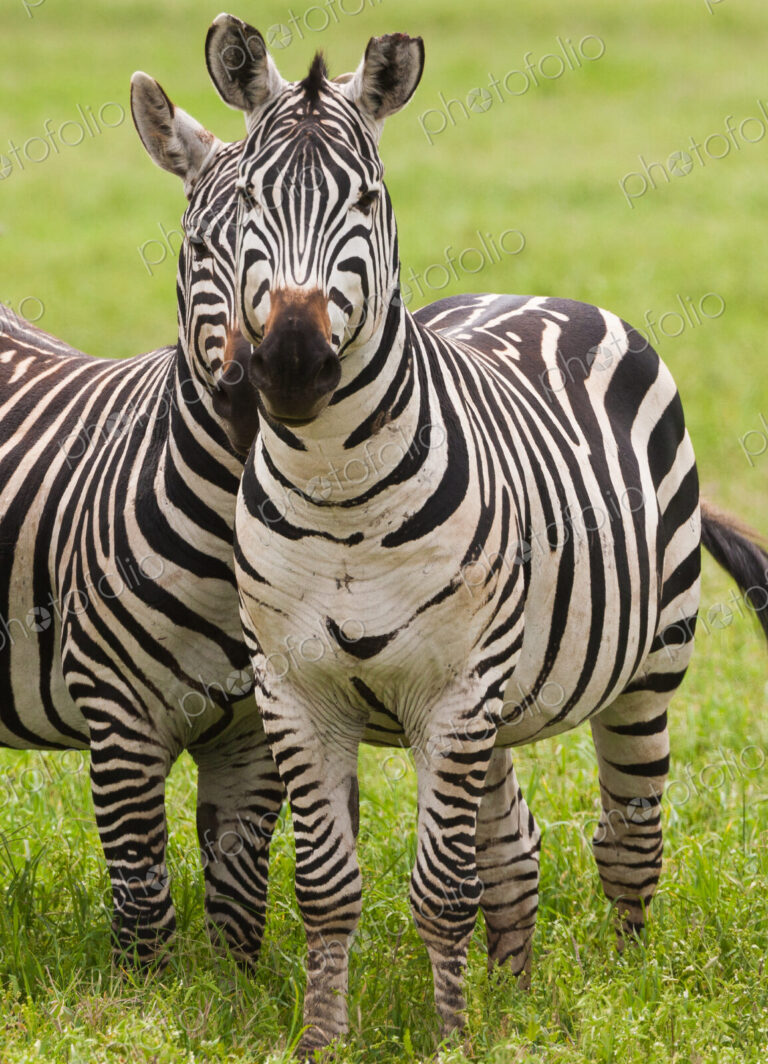 Plains zebras, Ngorongoro Conservation Area, Tanzania