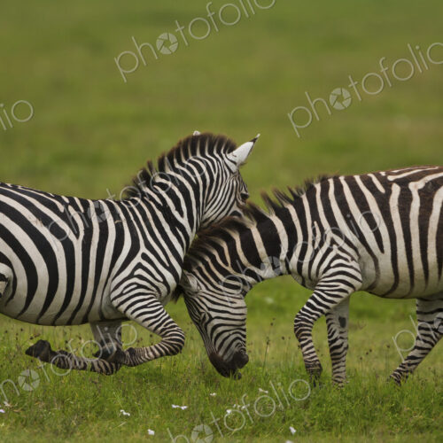 Plains zebras fighting, Ngorongoro Conservation Area, Tanzania