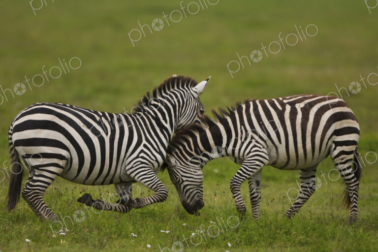 Plains zebras fighting, Ngorongoro Conservation Area, Tanzania