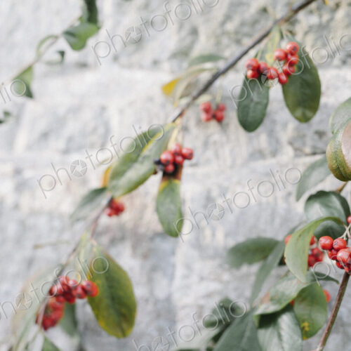 Plant branches with glossy leaves and red berries against a white wall. Plant branches with glossy leaves and red berries against a white wall.