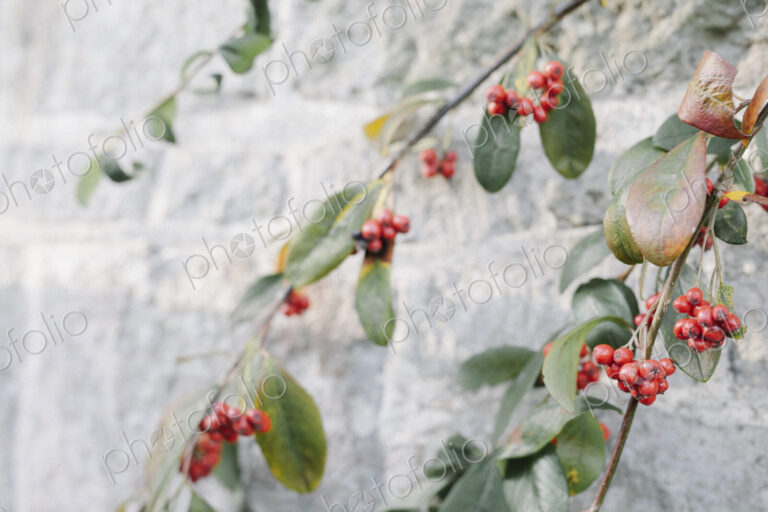 Plant branches with glossy leaves and red berries against a white wall.