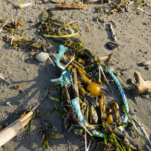Plastic rope intertwined in seaweed and kelp on the beach at Freshwater Bay, Port Angeles. Plastic rope intertwined in seaweed and kelp on the beach at Freshwater Bay, Port Angeles.