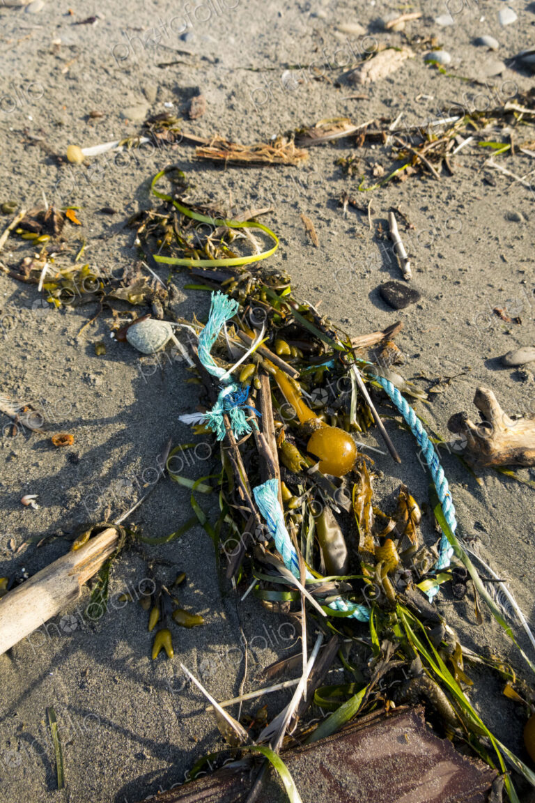 Plastic rope intertwined in seaweed and kelp on the beach at Freshwater Bay, Port Angeles.