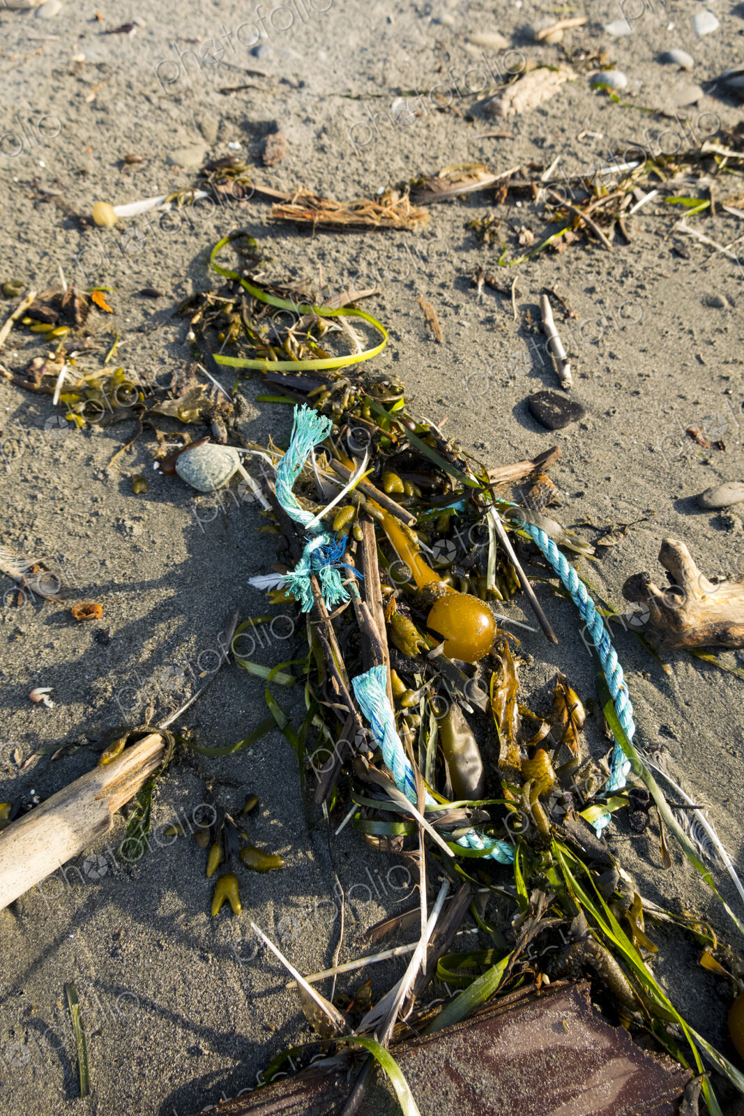 Plastic rope intertwined in seaweed and kelp on the beach at Freshwater Bay, Port Angeles.
