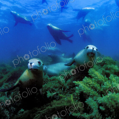 Playful New Zealand fur seals underwater. A group. Playful New Zealand fur seals underwater. A group.