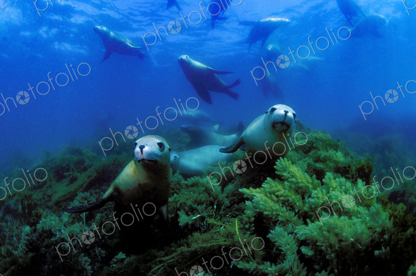 Playful New Zealand fur seals underwater. A group.