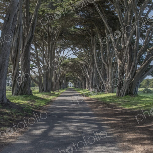 Point Reyes National Seashore, the Cypress Tree Tunnel at US Coast Guard Station, an… Point Reyes National Seashore, the Cypress Tree Tunnel at US Coast Guard Station, an…